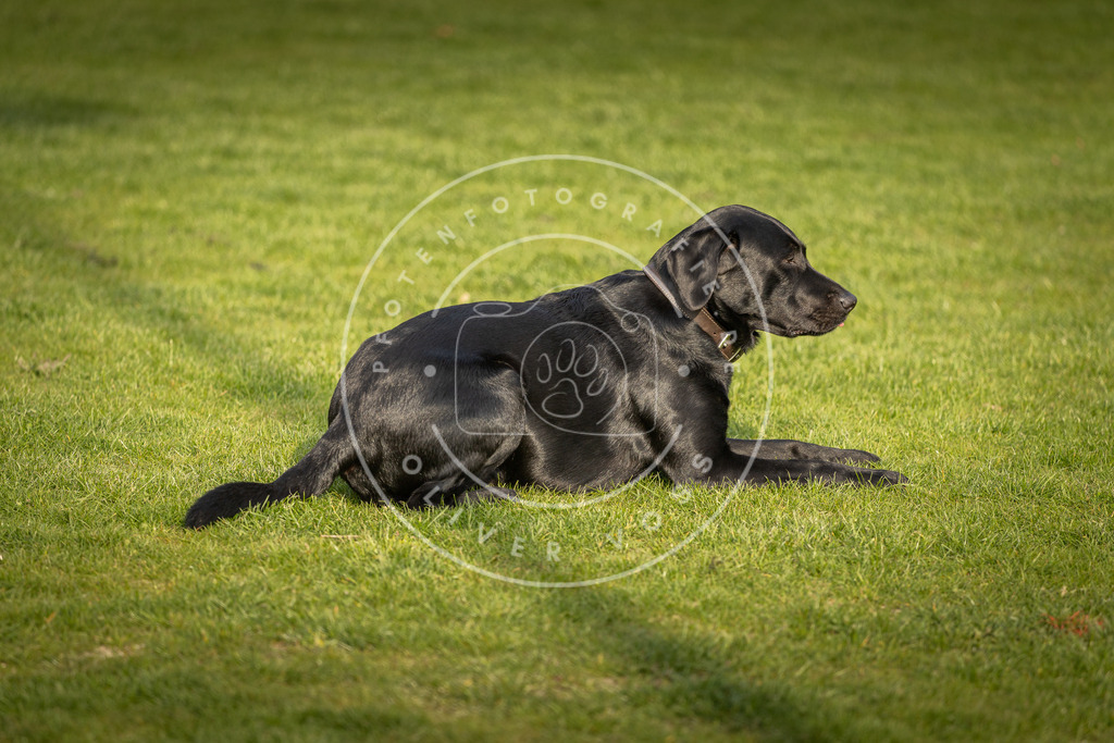 Pfotenfotografie_DV3A4760 | Hundefotografie, Tierfotograf, Pfotenfotografie, Fotoshooting Hund, Hunde Portrait, Hundesport, Hundeportraits, Heideshooting, Hunde, Sportfotograf, Hundefotograf, Turnierhundsport, THS,  - Realisiert mit Pictrs.com