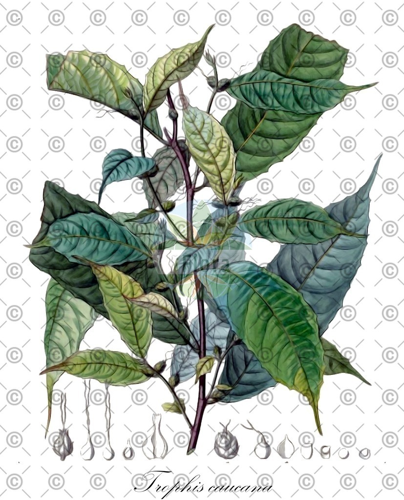 HistAbb_wfo-0000456057_1_ENZY_Simple | Historische Abbildung von Trophis caucana - Moraceae | Historical Illustration of Trophis caucana - Moraceae