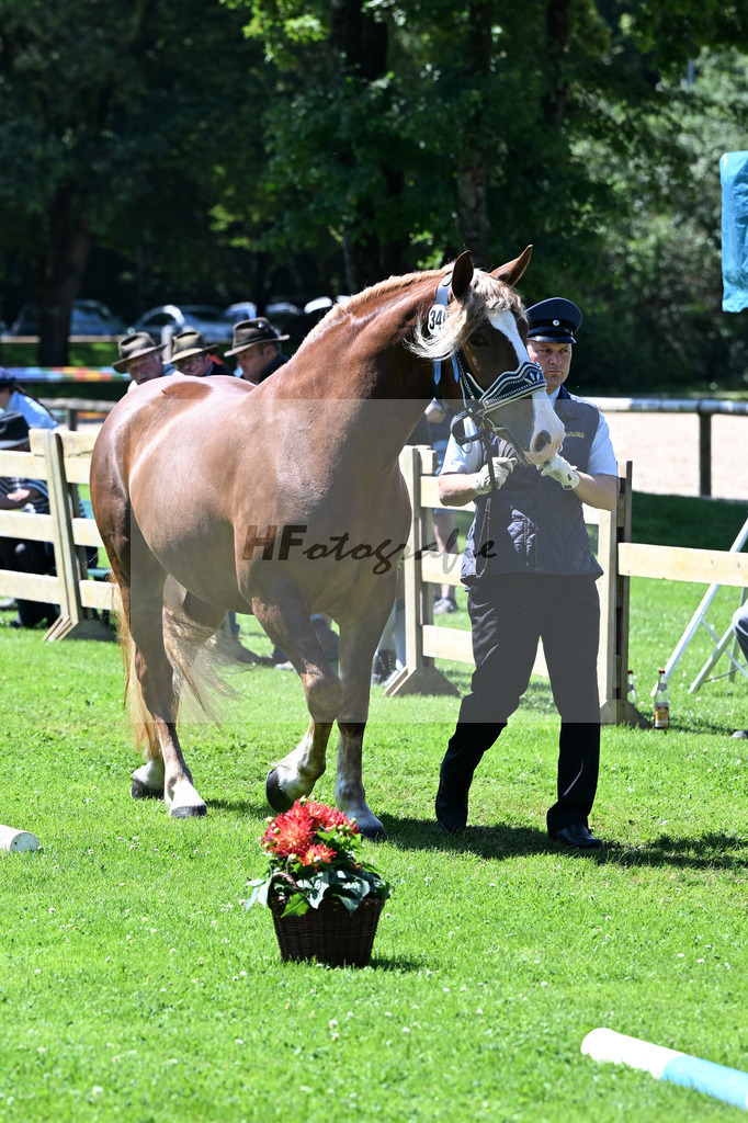 Kat-Nr. 34 Nougat v. Verondo_HLG Schwaiganger_22240567 | hf-fotografie - Realizzato con Pictrs.com