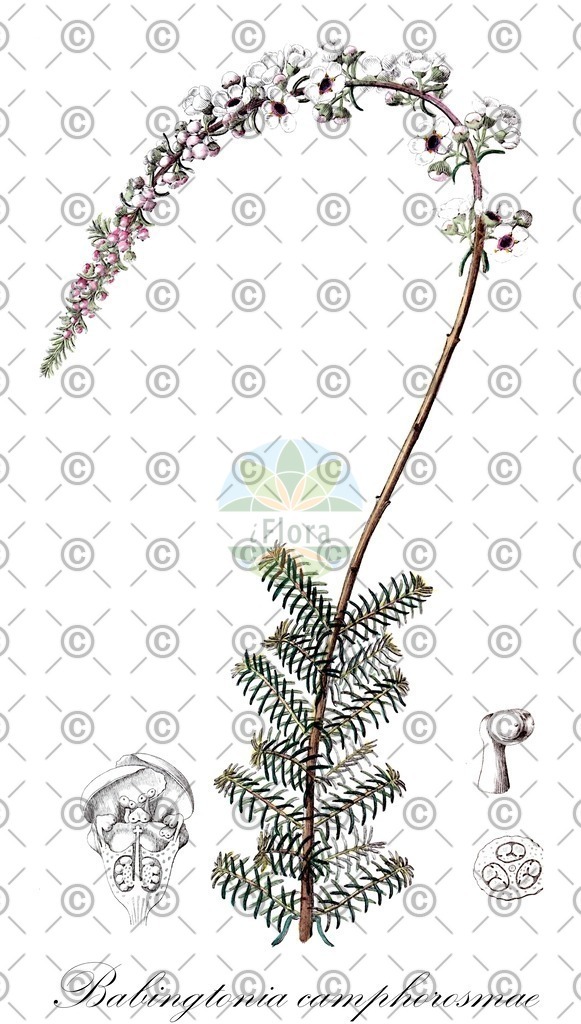 HistAbb_wfo-0000305028_1_ENZY_Simple | Historische Abbildung von Babingtonia camphorosmae - Myrtaceae | Historical Illustration of Babingtonia camphorosmae - Myrtaceae