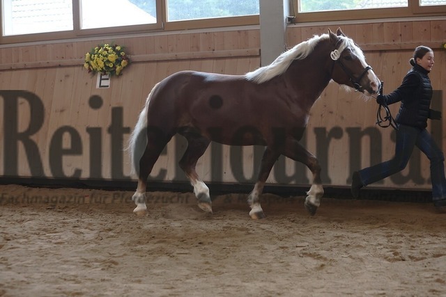 Sankt-Märgen_2026_Schwarzwälder_Stutenprämierung_KN_49_LS Polly (3) | Alle Fotos der Reiterjournal Fotografin Doris Matthaes im Reiterjournal Online-Fotoshop. - Realisiert mit Pictrs.com