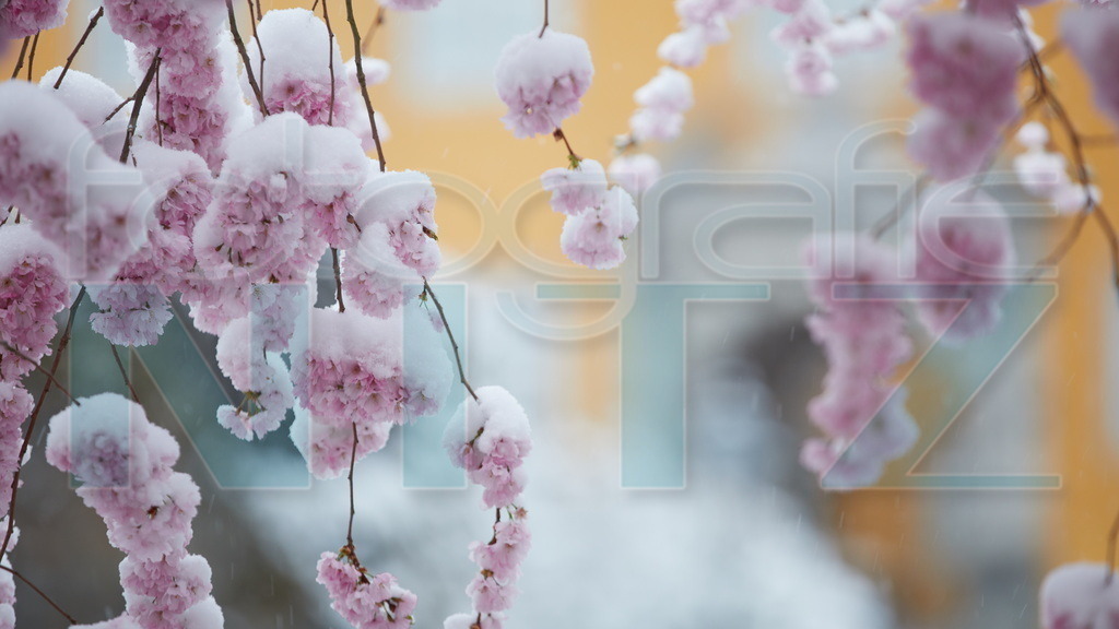 2022-04-02 06-34-01_5D423222 | Nitz Fotografie aus Montabaur bietet Ihnen hier die Möglichkeit Bilder auszusuchen und zu bestellen. 