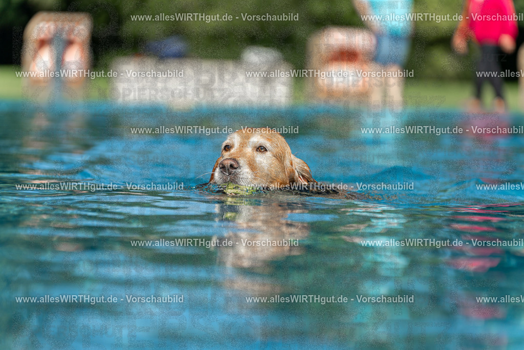 Hundeschwimmen_Volksbad_2026-allesWIRTHgut_Tierfotografie-2609061101-101106-7R509320 | Professionelle Tierfotografie in Mönchengladbach von Daniel Wirth (allesWIRTHgut). Liebevolle & natürliche Bilder von Hunden & Katzen für unvergessliche Erinnerungen.