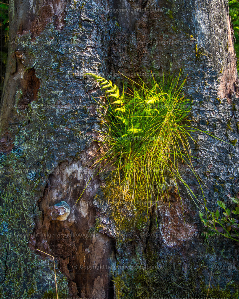 Gras | Kaufen sie online außergewöhnliche Fotografien auf Leinwand Acrylglas Fotoprint Aludibond von holgerweigeltfotografie - Realisiert mit Pictrs.com