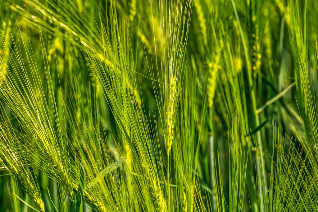 2022_05_31_DSC1956 | Hochwertig gedruckte Fotografien für die Wand, als Kalender und zum Verschenken. Hamburg & Norddeutschland und überall wo ich mit der Kamera unterwegs war.