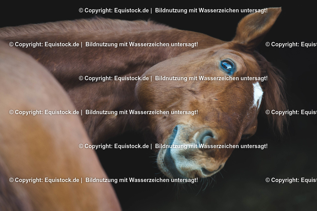 TS_20170127_Fuchs_Portrait_0002 | Foto: Thomas Hartig