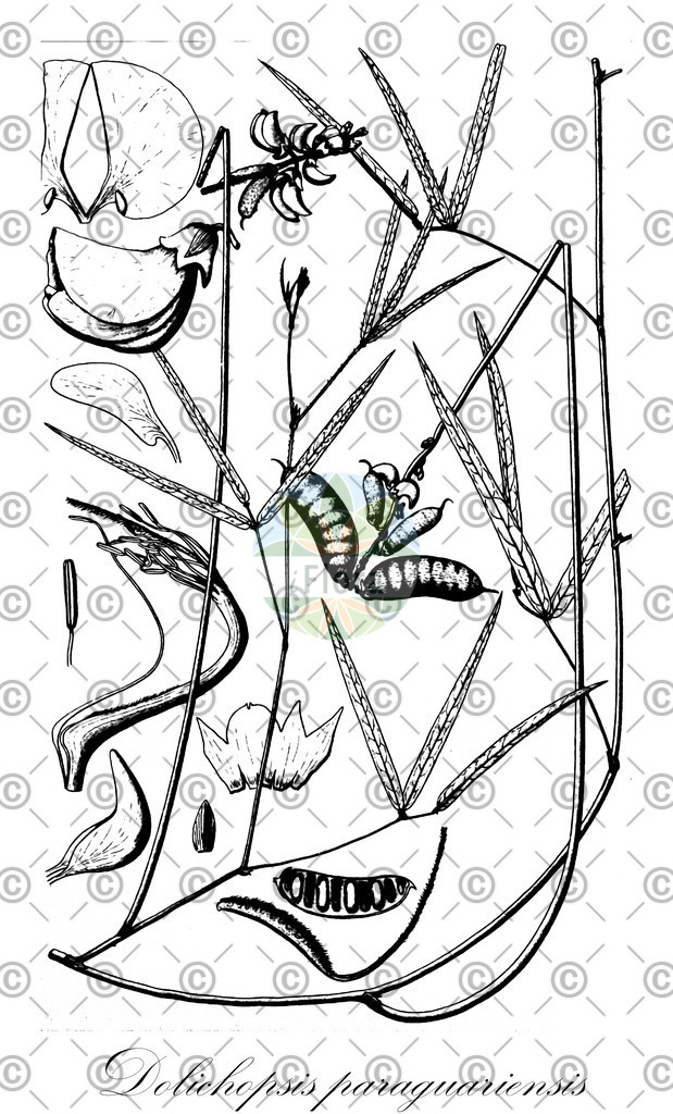 HistAbb_wfo-0000082289_1_ENZY_Simple | Historische Abbildung von Dolichopsis paraguariensis - Fabaceae | Historical Illustration of Dolichopsis paraguariensis - Fabaceae