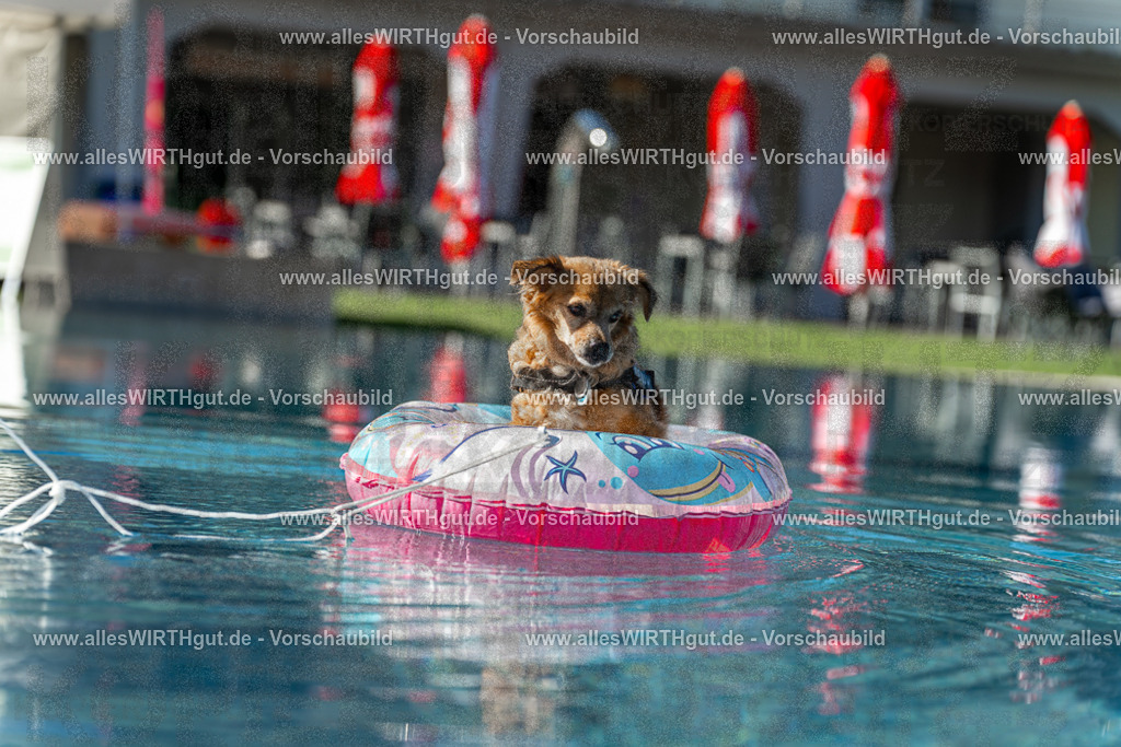 Hundeschwimmen_Volksbad_2026-allesWIRTHgut_Tierfotografie-2609061046-095636-7R509161 | Professionelle Tierfotografie in Mönchengladbach von Daniel Wirth (allesWIRTHgut). Liebevolle & natürliche Bilder von Hunden & Katzen für unvergessliche Erinnerungen.