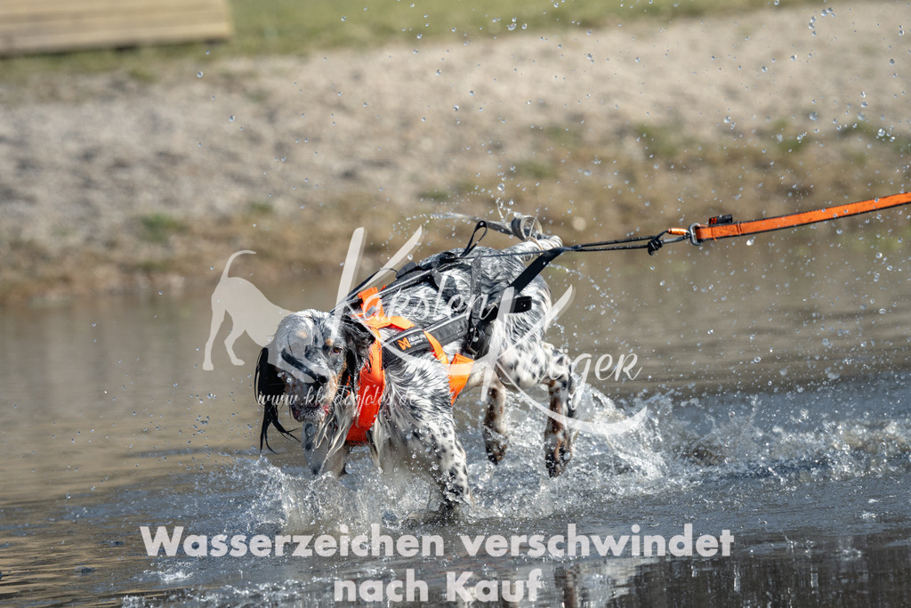 1143_ZZ95945-2 | kk-dogfotos