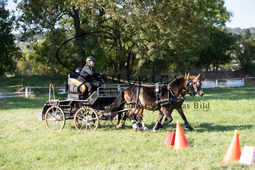 A7V04634 | Pferdefotograf