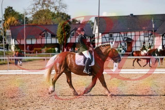 2026_10_03_Siefer-Hof_130440_Z63_67598959 | Professionelle Reitsport-, Turnier- und Eventfotografie von Robert Broda. Galerien mit ausgewählten und bearbeiteten Bildern direkt online ansehen und bestellen.