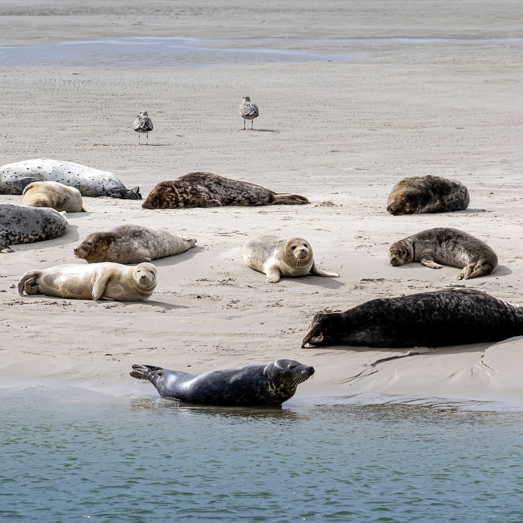 Seehundkolonie auf einer Sandbank vor Texel: Ruheplatz der Meeressäuger im Wattenmeer | Eine Kolonie von Seehunden und Kegelrobben liegt auf einer flachen Sandbank vor der Küste der niederländischen Nordseeinsel Texel. Während zahlreiche Tiere im Sand ruhen und sonnenbaden, schwimmen vereinzelte Robben am spülenden Wassersaum. Im Hintergrund verteilen sich Möwen auf der Weite des Strandes. Das Motiv eignet sich ideal für redaktionelle Beiträge zum Nationalpark Wattenmeer, zu Artenschutz, Heimischer Tierwelt, Nordseetourismus und Naturerlebnissen. - Realisiert mit Pictrs.com