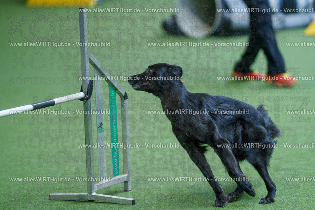 @allesWIRTHgut_Tierfotografie - www.allesWIRTHgut.de - 2604261530-7R505828 | Professionelle Tierfotografie in Mönchengladbach von Daniel Wirth (allesWIRTHgut). Liebevolle & natürliche Bilder von Hunden & Katzen für unvergessliche Erinnerungen.