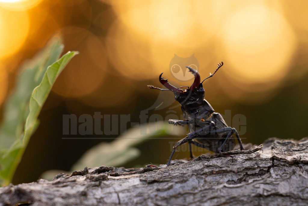 R5NF9963-20230621 | Der Hirschkäfer ist ein Käfer aus der Familie der Schröter. Er gehört zu den größten und auffälligsten Käfern in Europa. Seinen Namen erhielt der Hirschkäfer aufgrund der bei den Männchen geweihartig vergrößerten Mandibeln. - Realisiert mit Pictrs.com