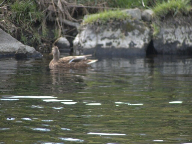 Ente in Ufernähe | Verkauf von Fotos und  Videoclips zumThema Natur.Motive sind Pflanzen, Tiere, Landschaftenund Wetter - Realisiert mit Pictrs.com