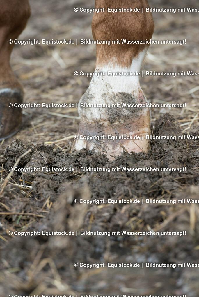 20160626_Hufe_im_Matsch_0005-2 | Foto: Thomas Hartig