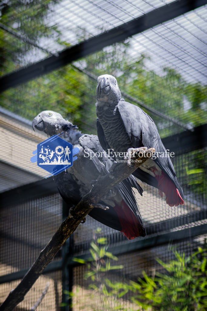 IMAG7940 | SportEventFotografie - Roman Stoiber