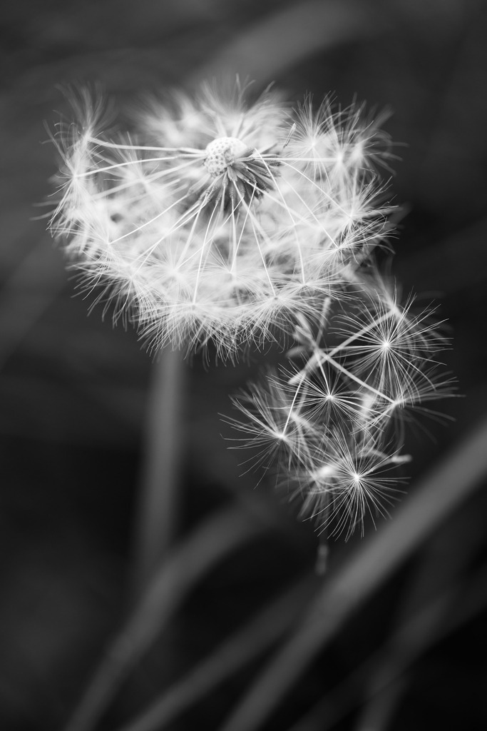 Löwenzahn | Simone Sonderegger Photography