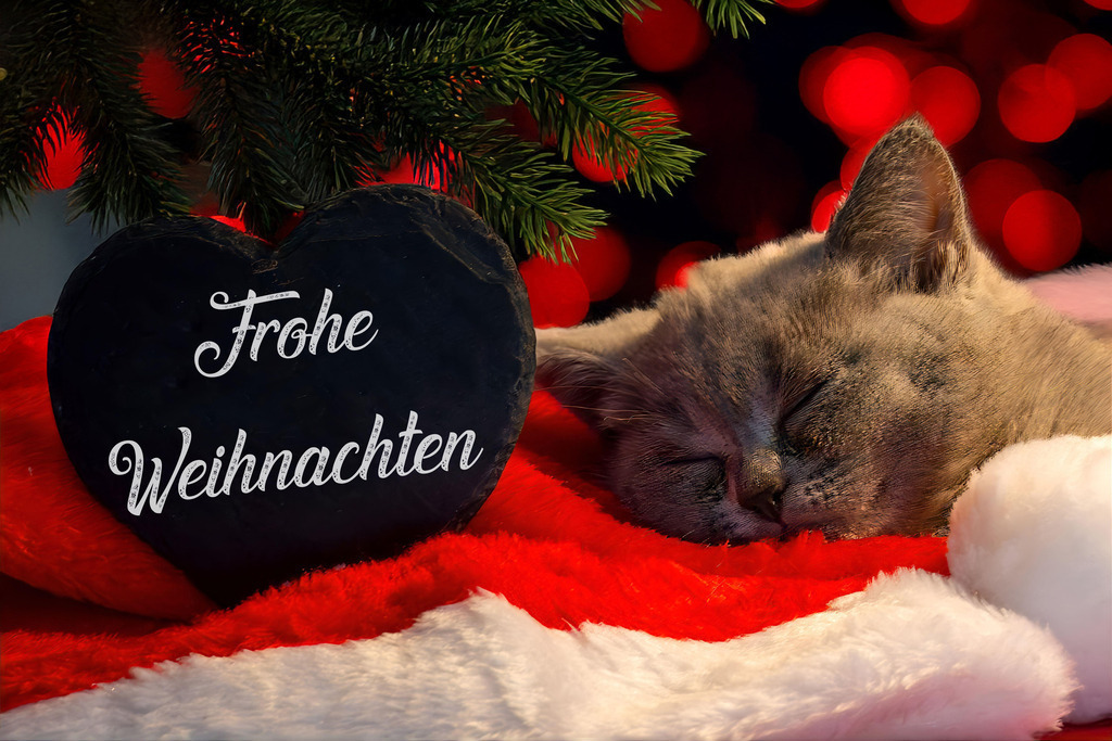 Frohe Weihnachten: Weihnachtsgrüße für Tierfreunde | Weihnachtsgrüße: Herz mit der Aufschrift FROHE WEIHNACHTEN neben einem Katzenbaby - Realisiert mit Pictrs.com