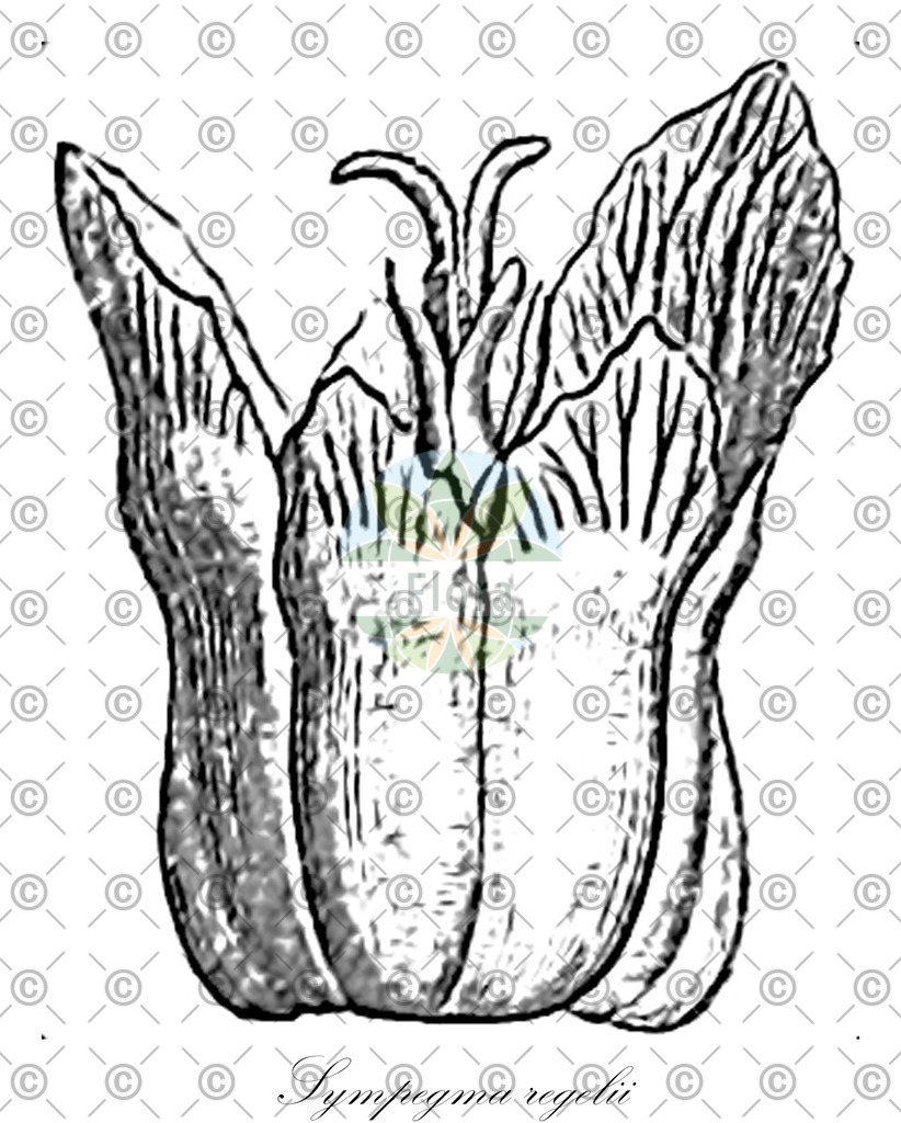 HistAbb_wfo-0000193154_1_ENZY_Simple | Historische Abbildung von Sympegma regelii - Amaranthaceae | Historical Illustration of Sympegma regelii - Amaranthaceae