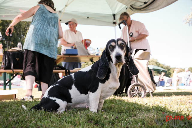 CACIB Aarau | CACIB Aarau, Swiss Dog Show  28062025 Foto: Leo Wyden