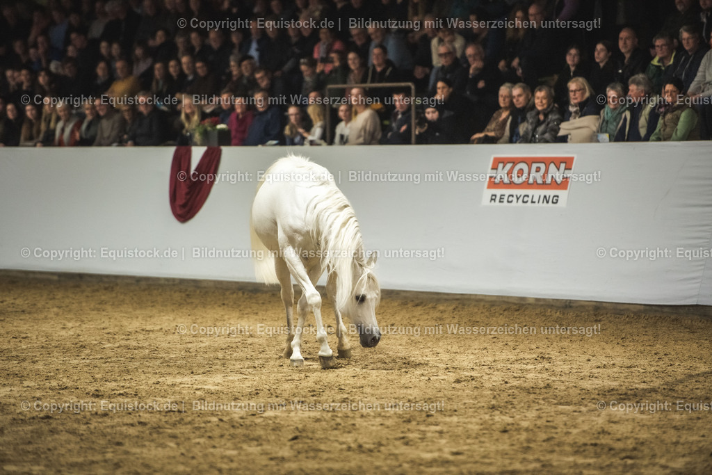 20240302_Hengstvorstellung_Marbach_TOMsPiC_1181 | equistock