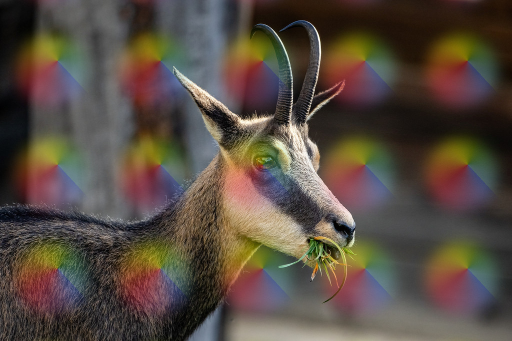 1M5A2147 | FineArtPrint, Hahnemühle, FeeGalerie, Fee Galerie, Fotokunst, Fotografie, Canonphotography, Bergfoto, Matterhorn, Rimpfischhorn, Allalinhorn, Saas-Fee, Wallis, Valais, Switzerland, Bergfotografie