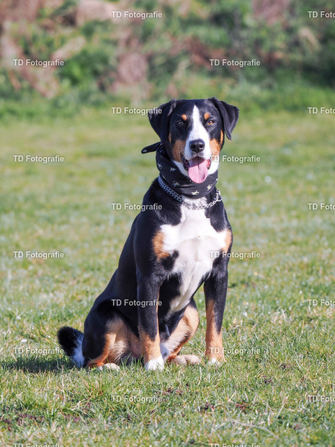 hund-3170031 | Fotogalerie von Thomas Dettweiler mit Eventbildern und lizenzfreien Fotos. Perfekt als Wandbild, für Büro, Website oder private Nutzung. - Realisiert mit Pictrs.com