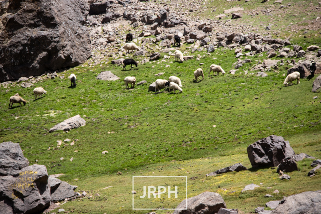 IMG_8601 | jrph - Realisiert mit Pictrs.com