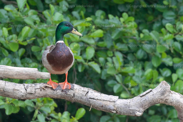 201898 | Tierfotografie, Tierkalender, Tierbilder, Insekten, Spinnen, Vögel, Schmetterling, Libellen, Leinwand, Colorkey, Qualität, Geschenkartikel, Geschenk - Realisiert mit Pictrs.com