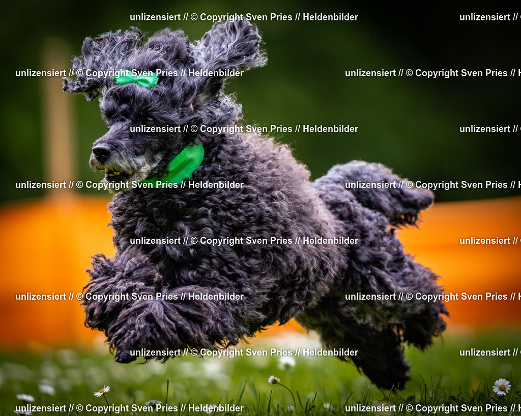 Sven Pries | 2025-05-29 - Pudelrennen KA-Durlach - Realisiert mit Pictrs.com