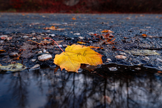 Gelbes Ahornblatt | Gelbes Ahornblatt (Acer) liegt neben einer Pfütze in der sich kahle Laubbäume spiegeln, Jena, Thüringen, Deutschland - Realisiert mit Pictrs.com
