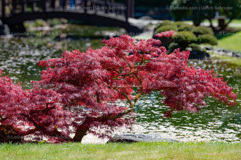 10049-14026 - Japanischer Garten in Bad Langensalza | Stockfoto und Bilderpool mit Bildmaterial aus Deutschland, dem Harz, Halberstadt, Quedlinburg, Wernigerode und weltweit. Qualitativ hochwertige und professionelle Fotos anschauen und kaufen. - Realisiert mit Pictrs.com