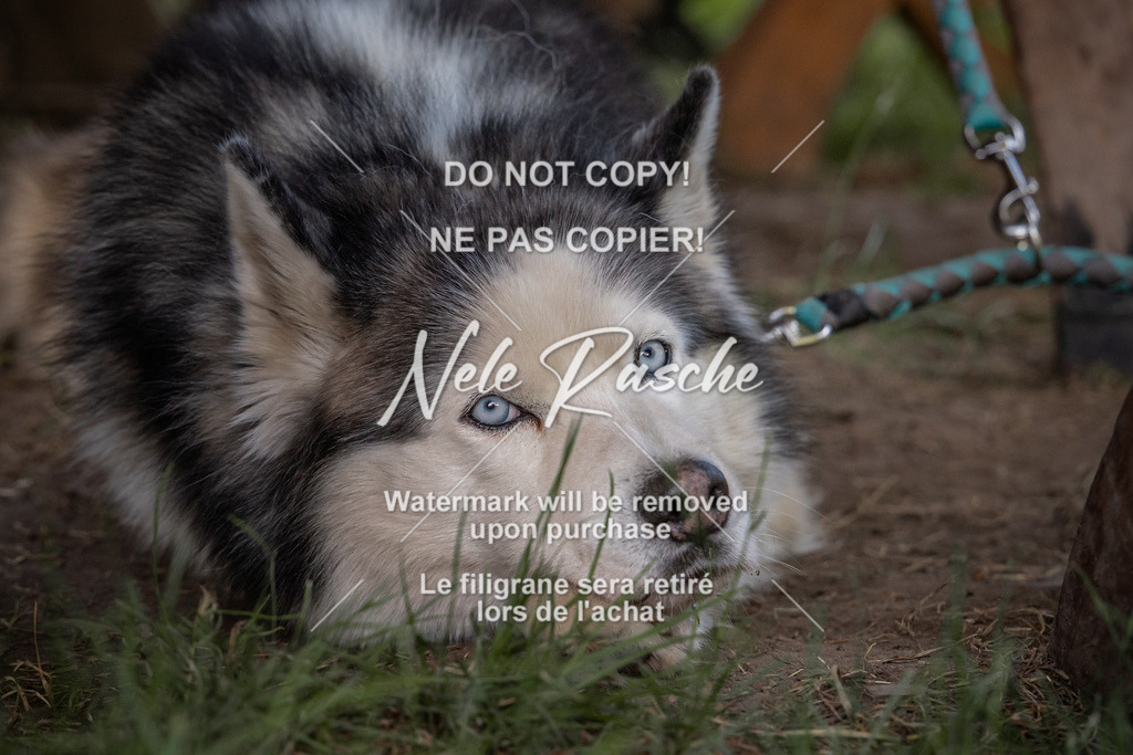 nelerasche_DoN_253 | nelerasche