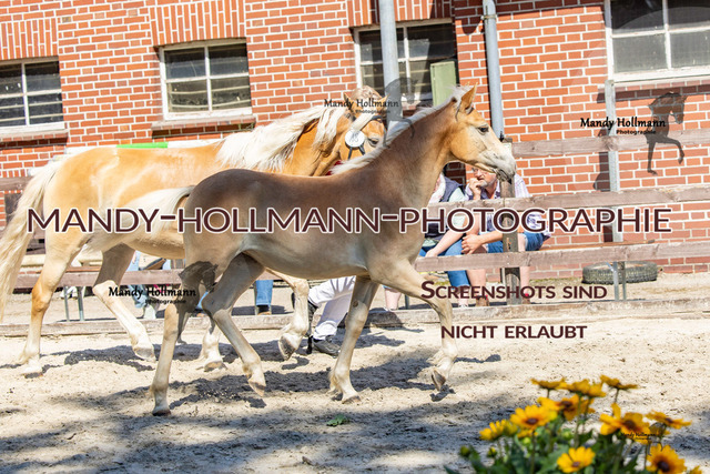 Badbergen RR-717 | mandyhollmannphotographie