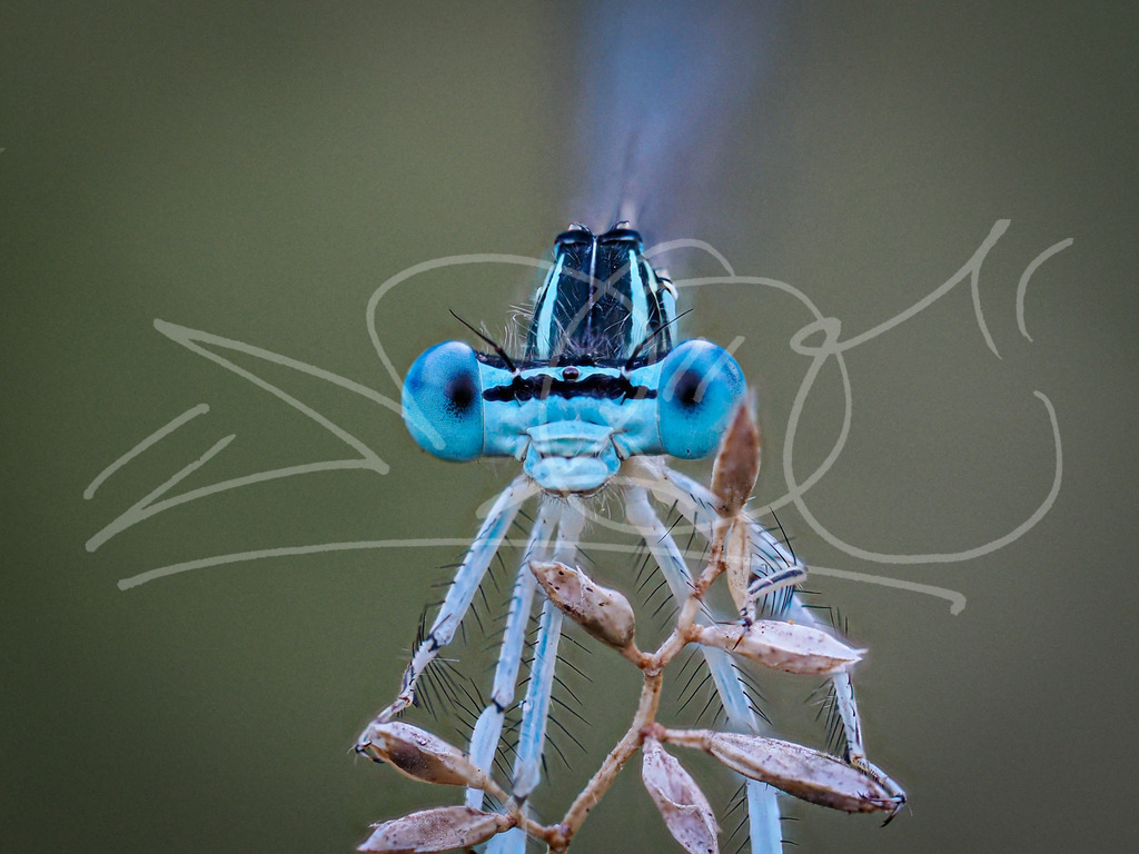 Wasser Jungfer | Naturschönheiten aus Deutschland. Pflanzen und Tiere, Insekten und Naturschauspiele. Alle schönen Details, die uns umgeben, fotografiert von Michi Moc.  - Realisiert mit Pictrs.com