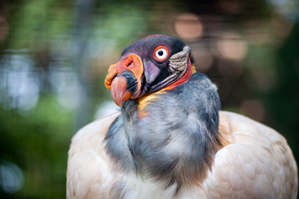 DSC_2362 | kaefersammler_roy - Realisiert mit Pictrs.com