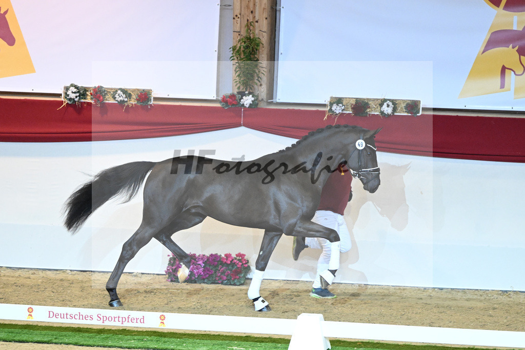 Kat-Nr. 49 Falihandro_Wilbers_1230124 | hf-fotografie - Realizzato con Pictrs.com