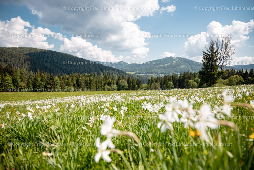 Narzissenblute Mariazellerland 2021-6070 | Fotos und Fotoprodukte - Realisiert mit Pictrs.com