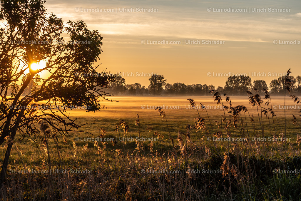10049-13905 - Sonnenaufgang im Großen Bruch | Stockfoto und Bilderpool mit Bildmaterial aus Deutschland, dem Harz, Halberstadt, Quedlinburg, Wernigerode und weltweit. Qualitativ hochwertige und professionelle Fotos anschauen und kaufen. - Realisiert mit Pictrs.com