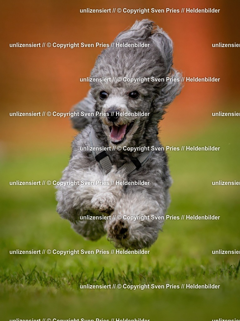 Sven Pries | 2024-09-22 - Hunderennen Baden-BadenPudelverein - Realisiert mit Pictrs.com