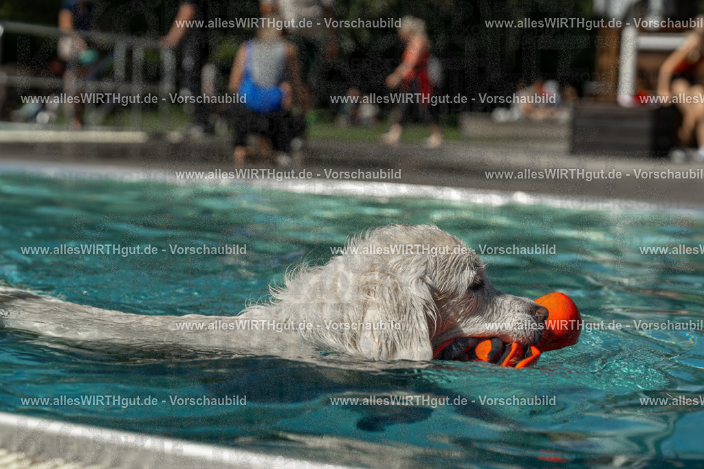 Hundeschwimmen_Volksbad_2026-allesWIRTHgut_Tierfotografie-2609061308-121800-7R500544 | Professionelle Tierfotografie in Mönchengladbach von Daniel Wirth (allesWIRTHgut). Liebevolle & natürliche Bilder von Hunden & Katzen für unvergessliche Erinnerungen.
