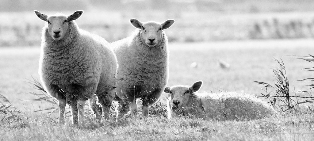 DSC03093 | Björn Thiemann; Ogenblick.de; Fotografie; Photograph; Landscape, Pellworm, Schleswig-Holstein; Inselfotograf; Inselfotografien; Wattenmeer; National-Park; Naturschutzgebiet; Leuchtturm; Lighthouse; Leinwandbilder; Kalender; Pellworm Kalender;  - Realisiert mit Pictrs.com