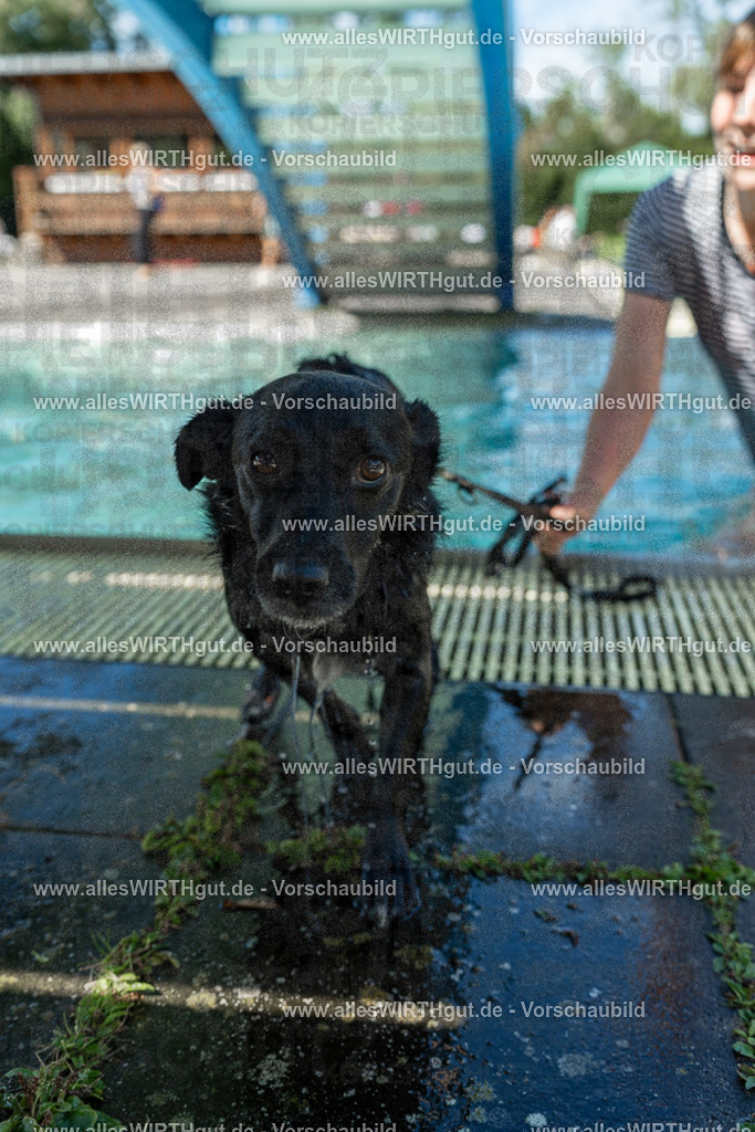 Hundeschwimmen_Volksbad_2026-allesWIRTHgut_Tierfotografie-2609061257-120738-7R500361 | Professionelle Tierfotografie in Mönchengladbach von Daniel Wirth (allesWIRTHgut). Liebevolle & natürliche Bilder von Hunden & Katzen für unvergessliche Erinnerungen.