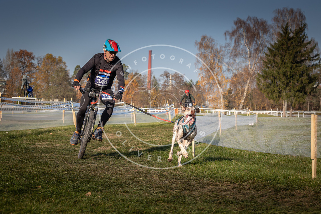 CaniXpix_0L8A7979 | Hundefotografie, Tierfotograf, Pfotenfotografie, Fotoshooting Hund, Hunde Portrait, Hundesport, Hundeportraits, Heideshooting, Hunde, Sportfotograf, Hundefotograf, Turnierhundsport, THS,  - Realisiert mit Pictrs.com