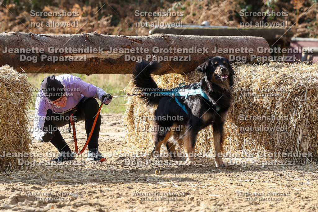 Dog Paparazzi - Strongdog 10-25-5827 | Dog Paparazzi Jeanette Grottendiek Fotografie & Videografie - Realisiert mit Pictrs.com