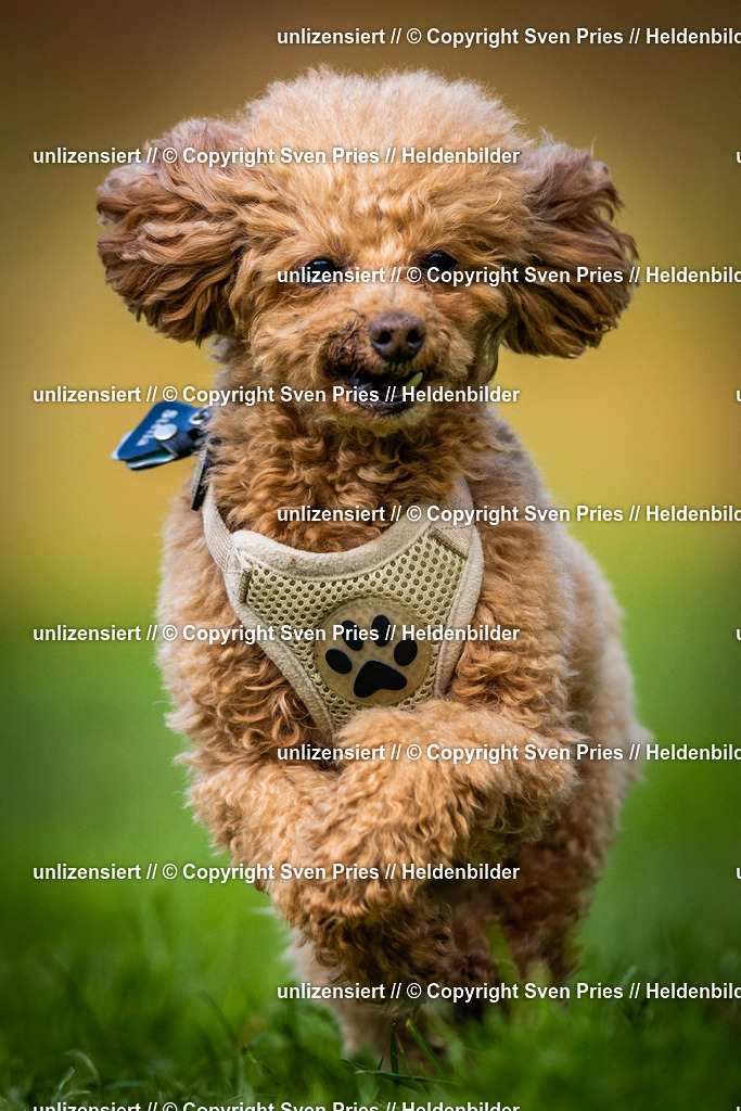 Sven Pries | 2025-04-13 - Hunderennen Baden-Baden - Realisiert mit Pictrs.com