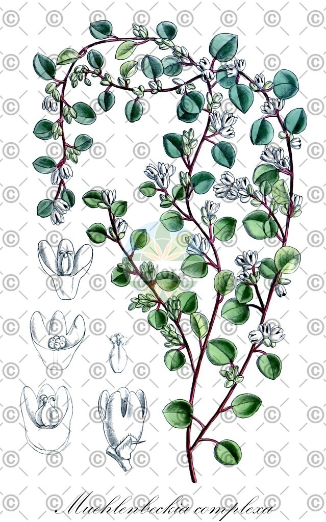 HistAbb_wfo-0001268457_1_ENZY_Simple | Historische Abbildung von Muehlenbeckia complexa - Polygonaceae | Historical Illustration of Muehlenbeckia complexa - Polygonaceae (wireplant;maidenhair vine)