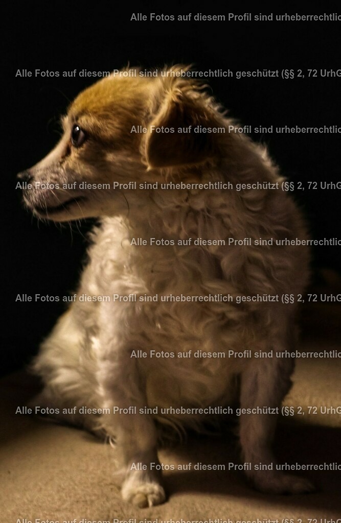 20240222211001_0C4A1745-01_2 | krollfotografie - Realisiert mit Pictrs.com