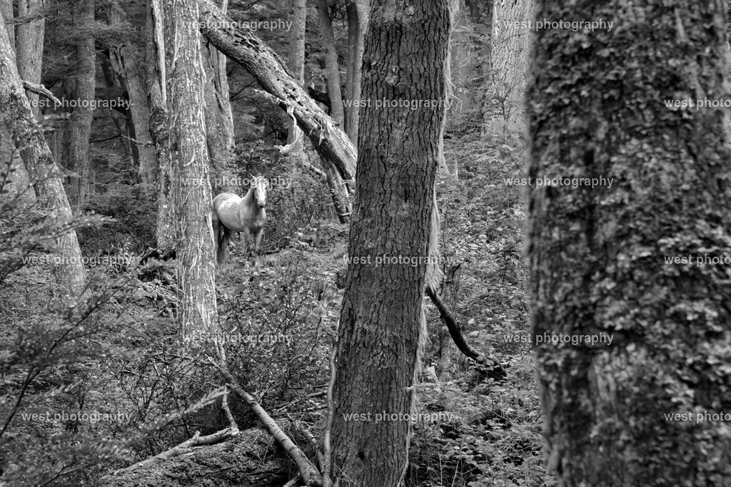 White Horse in the Forest 1 sw - ARG 2014 | west photography - Realisiert mit Pictrs.com